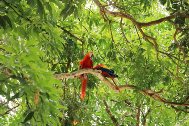 istock wild scarlet macaws on tree, costa rica 1499406803