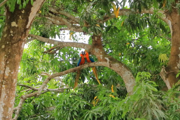 istock wild scarlet macaws on tree, costa rica 1499406804