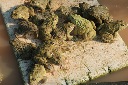A flock of frogs gathered on a piece of foam floating in the water.