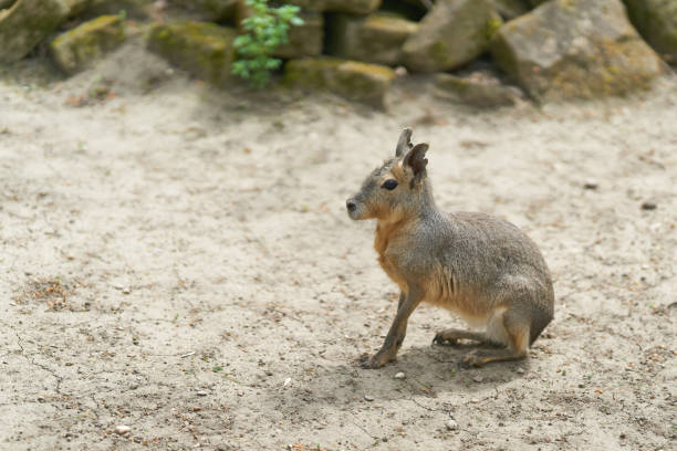 Patagonian mara, Dolichotis patagonum, with text free space on left side
