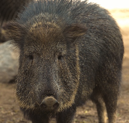 A close-up of a Chacoan Peccary with a long fur standing in a dirt field