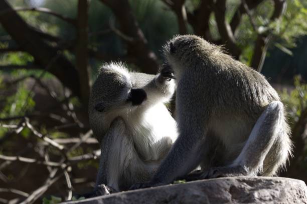 istock Vervet Monkeys interacting with one another on a rocky terrain 1499409684