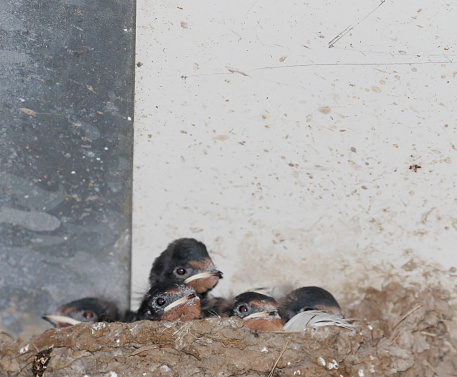 Sand martin, Riparia riparia, also known as bank swallow in flight, building a nest