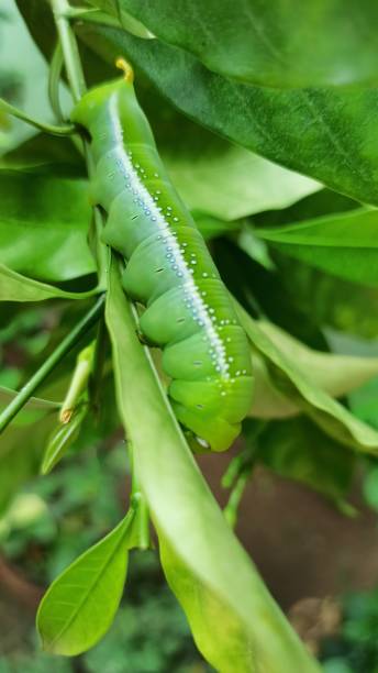 Oleander hawk-moth Daphnis nerii, the oleander hawk-moth or army green moth, is a moth of the family Sphingidae. It was described by Carl Linnaeus in his 1758 10th edition of Systema Naturae.Daphnis nerii is a large hawk-moth found in wide areas of Africa, Asia and Hawaii. It is a migratory species, flying to parts of eastern and southern Europe during the summer, particularly Turkey, very occasionally reaching western Europe, including England and can even reach to as far north as Scotland. oleander hawk moth stock pictures, royalty-free photos & images