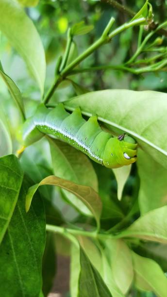 Oleander hawk-moth... Daphnis nerii, the oleander hawk-moth or army green moth, is a moth of the family Sphingidae. It was described by Carl Linnaeus in his 1758 10th edition of Systema Naturae.Daphnis nerii is a large hawk-moth found in wide areas of Africa, Asia and Hawaii. It is a migratory species, flying to parts of eastern and southern Europe during the summer, particularly Turkey, very occasionally reaching western Europe, including England and can even reach to as far north as Scotland. oleander hawk moth stock pictures, royalty-free photos & images