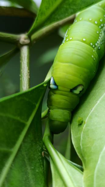 Oleander hawk-moth.. Daphnis nerii, the oleander hawk-moth or army green moth, is a moth of the family Sphingidae. It was described by Carl Linnaeus in his 1758 10th edition of Systema Naturae.Daphnis nerii is a large hawk-moth found in wide areas of Africa, Asia and Hawaii. It is a migratory species, flying to parts of eastern and southern Europe during the summer, particularly Turkey, very occasionally reaching western Europe, including England and can even reach to as far north as Scotland. oleander hawk moth stock pictures, royalty-free photos & images