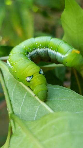 Oleander hawk-moth.. Daphnis nerii, the oleander hawk-moth or army green moth, is a moth of the family Sphingidae. It was described by Carl Linnaeus in his 1758 10th edition of Systema Naturae.Daphnis nerii is a large hawk-moth found in wide areas of Africa, Asia and Hawaii. It is a migratory species, flying to parts of eastern and southern Europe during the summer, particularly Turkey, very occasionally reaching western Europe, including England and can even reach to as far north as Scotland. oleander hawk moth stock pictures, royalty-free photos & images