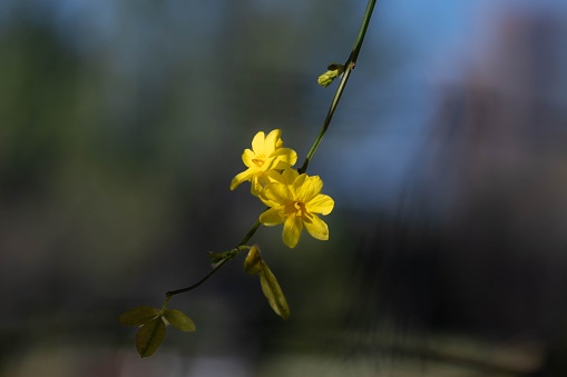 A closeup of a vibrant, yellow winter jasmine with a blurry background