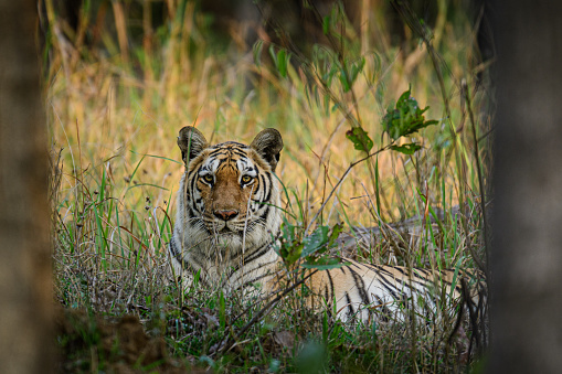 Tigress in jungle framed between tree trunk. Name of this tigress is Durga, from Pench National Park.