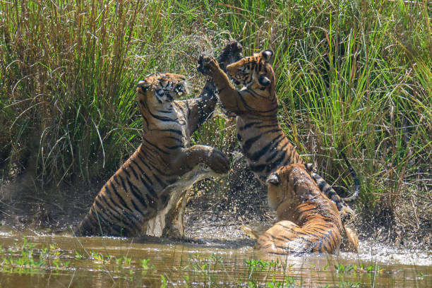 istock Tiger cubs playing in water 1499414860