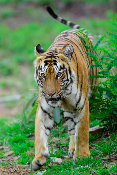 istock Tiger close full body portrait 1499415503