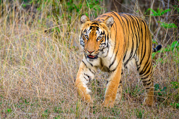 istock Tigress walking in the jungle 1499415547