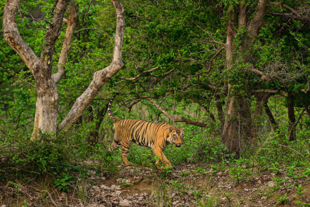 istock Male tiger walking in the jungle 1499415555