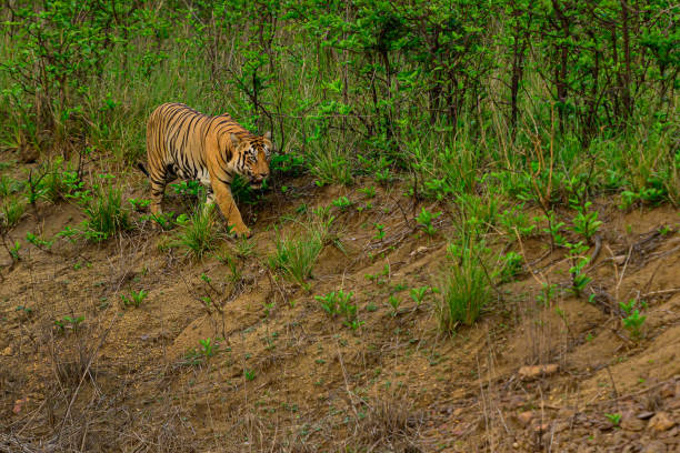 istock Tiger walking in the jungle 1499415590