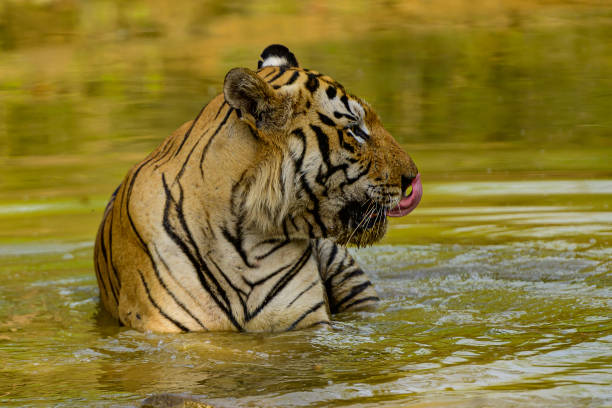 istock Tiger in water with tongue out 1499415636