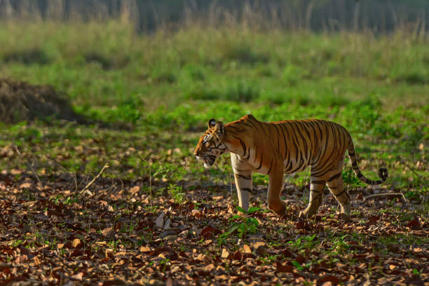 istock Tigress walking in the open grassland 1499415750