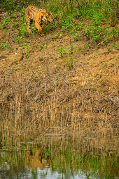 istock Tiger walking on the river bank with reflection 1499415971