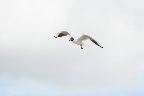 Seabirds in flight in the sky. Black-headed Gull ( Chroicocephalus ridibundus). Saintes Maries de la Mer, Parc naturel regional de Camargue, Arles, Bouches du Rhone, Provence Alpes Cote d'Azur, France.