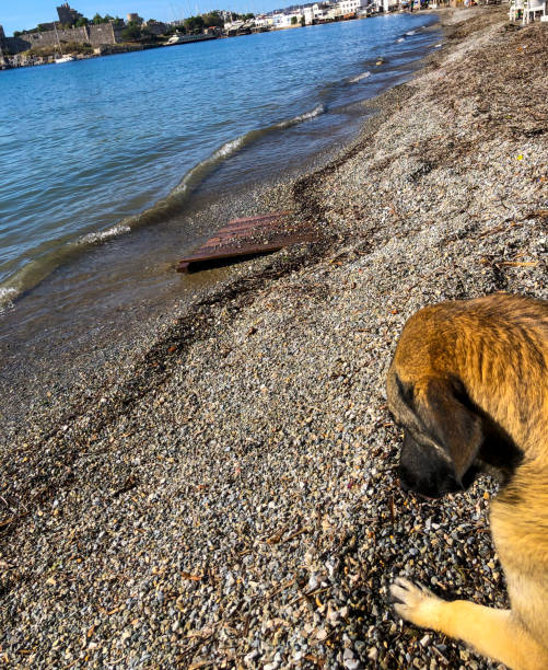 Lazy dog relaxing and sleeping on sand beach