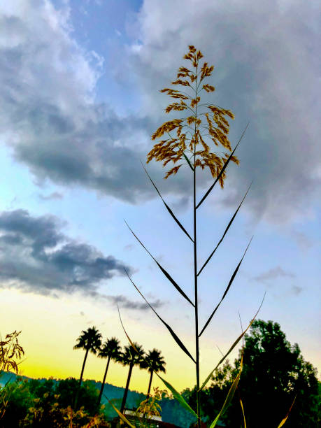 Reed grass in bloom and palm trees