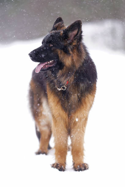 istock Beautiful young long-haired black and tan German Shepherd dog with a chain collar posing outdoors standing on a snow while snowing in winter 1499418939