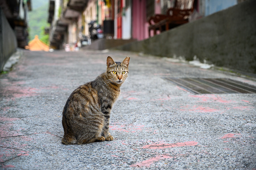 A brown-gray cat sits with wide-open eyes on an old street. The shooting location is Lingjiao Railway Station on the Pingxi Line. Taiwan