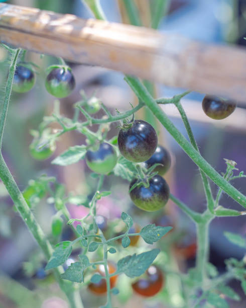 istock Bamboo stakes holds heavy cluster of Midnight Snack Tomato, indigo-type cherry tomatoes purplish-brown, red centers color show healthy antioxidants at garden in Dallas, Texas, USA 1499420683