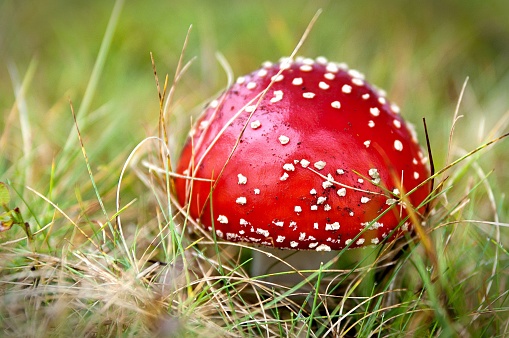 A beautiful close-up shot of a red spotted mushroom growing in a vibrant green field of lush grass