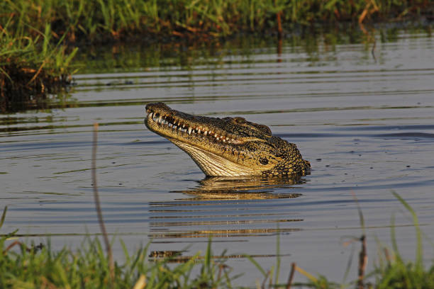 istock Nile Crocodile, crocodylus niloticus, Chobe River, Okavango Delta in Botswana 1499422807