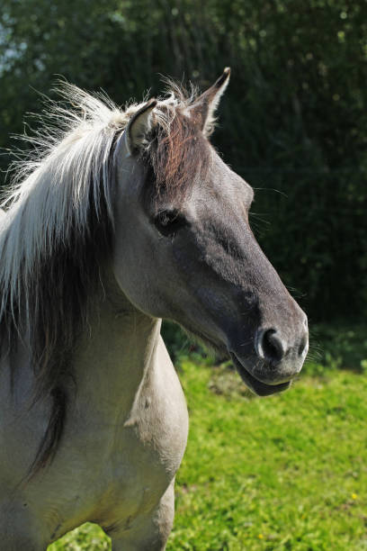 istock Tarpan Horses, equus caballus gmelini 1499422851
