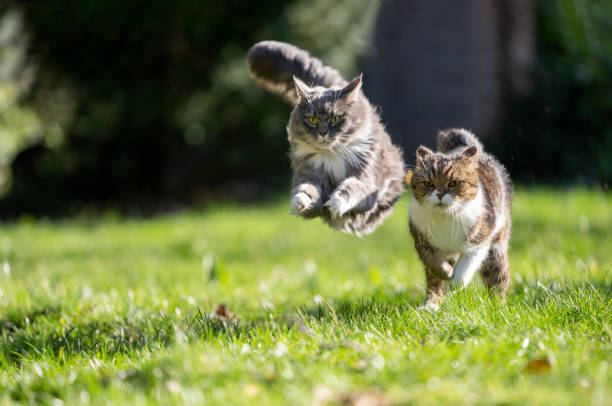istock two playing cats running around outdoors having a race in a garden 1499424566