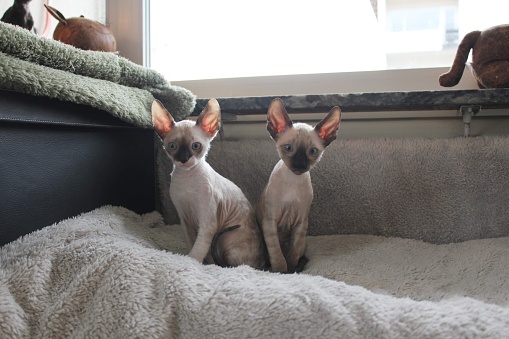 Two Cornish Rex cat kittens