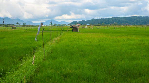 istock a cabin in the middle of a beautiful rice field with a cloudy sky 1499426310