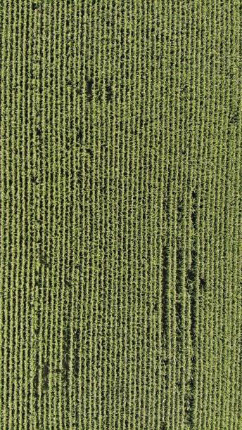 istock Texture of a green field from a height 1499427964