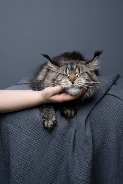 istock maine coon cat getting petted under the chin 1499428204