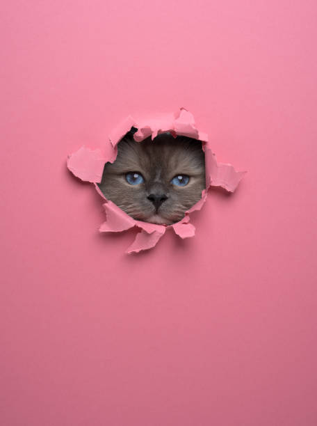istock curious cat peeking through a torn paper hole in a bright pink wall. 1499428494