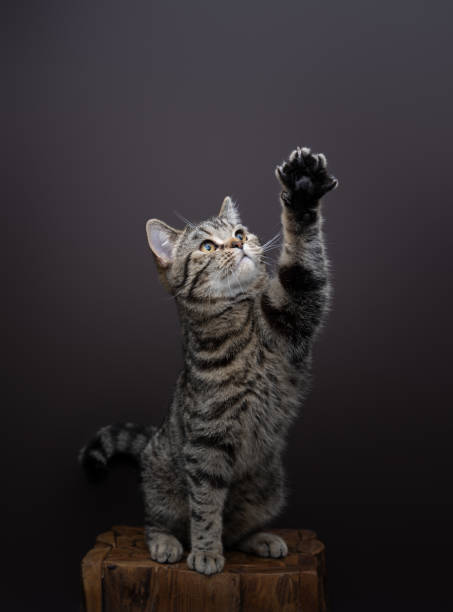 istock playful tabby cat raising paw looking up curiously 1499431574