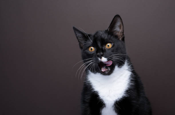 istock hungry cat mouth licking making funny face 1499431934