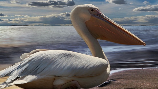 Ruhender Pelikan an einem See