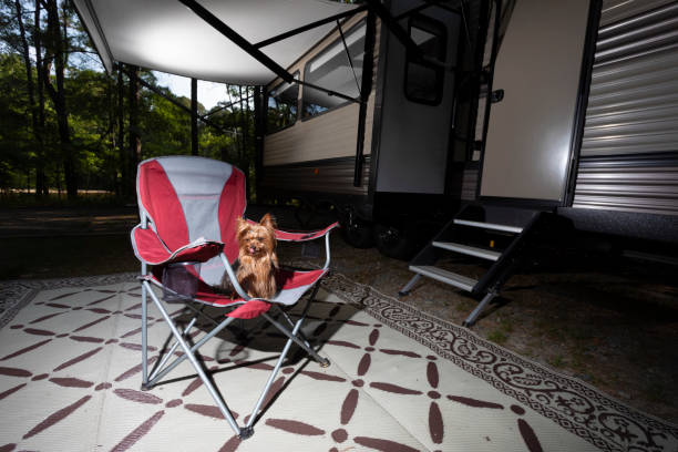 istock Camping dog licking his licks 1499435035