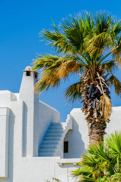 architecture white house with stairs and palm tree on blue sky