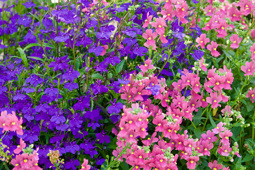 Pretty pink and purple flowers of the vibrant potted plants