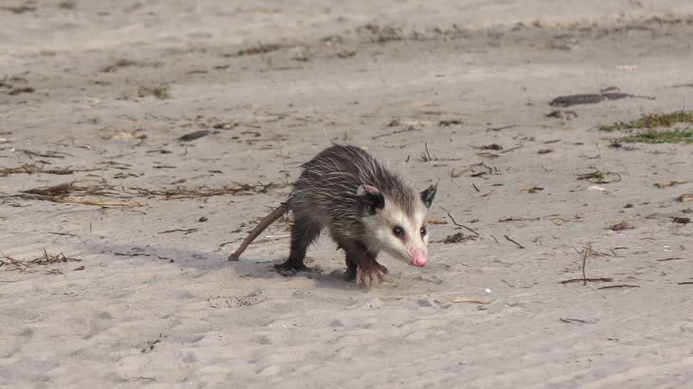 Baby Opossum Walking in Florida Park