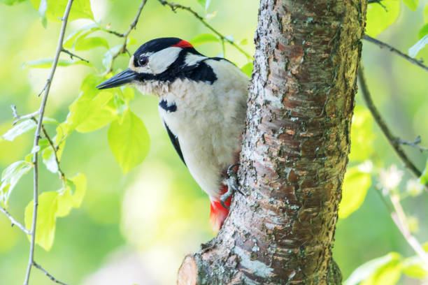 istock A bright spotted woodpecker sits on a tree trunk. 1499438826