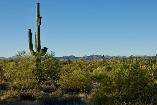 Saguaro cactus in a sunny desert