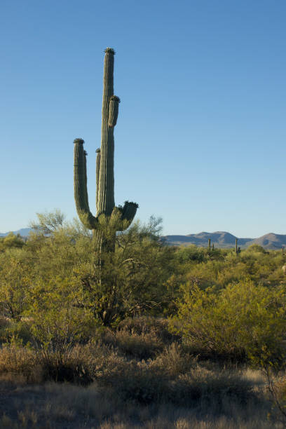 istock Saguaro cactus in a sunny desert 1499440777