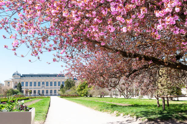 istock Paris : prunus serrulata in Jardin des Plantes 1499441243