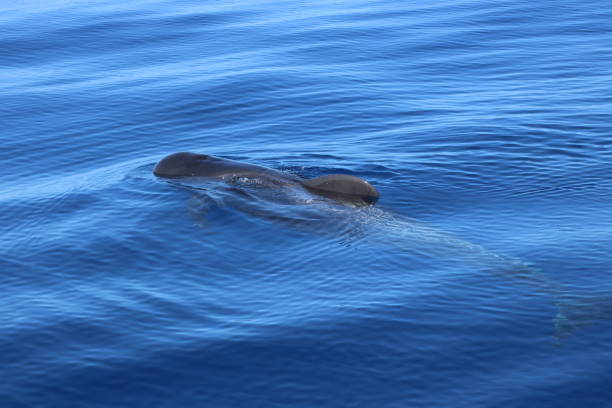 Pilot Whale Pilot whale atlantic ocean globicephala macrorhynchus stock pictures, royalty-free photos & images