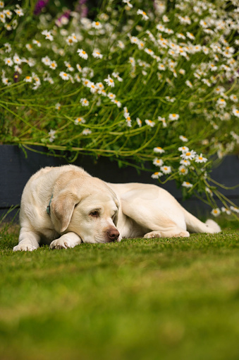 Pet dog enjoying a quiet moment in the wildflower garden.