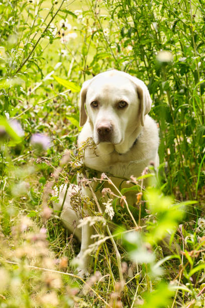 Pet dog enjoying a quiet moment in the wildflower garden.